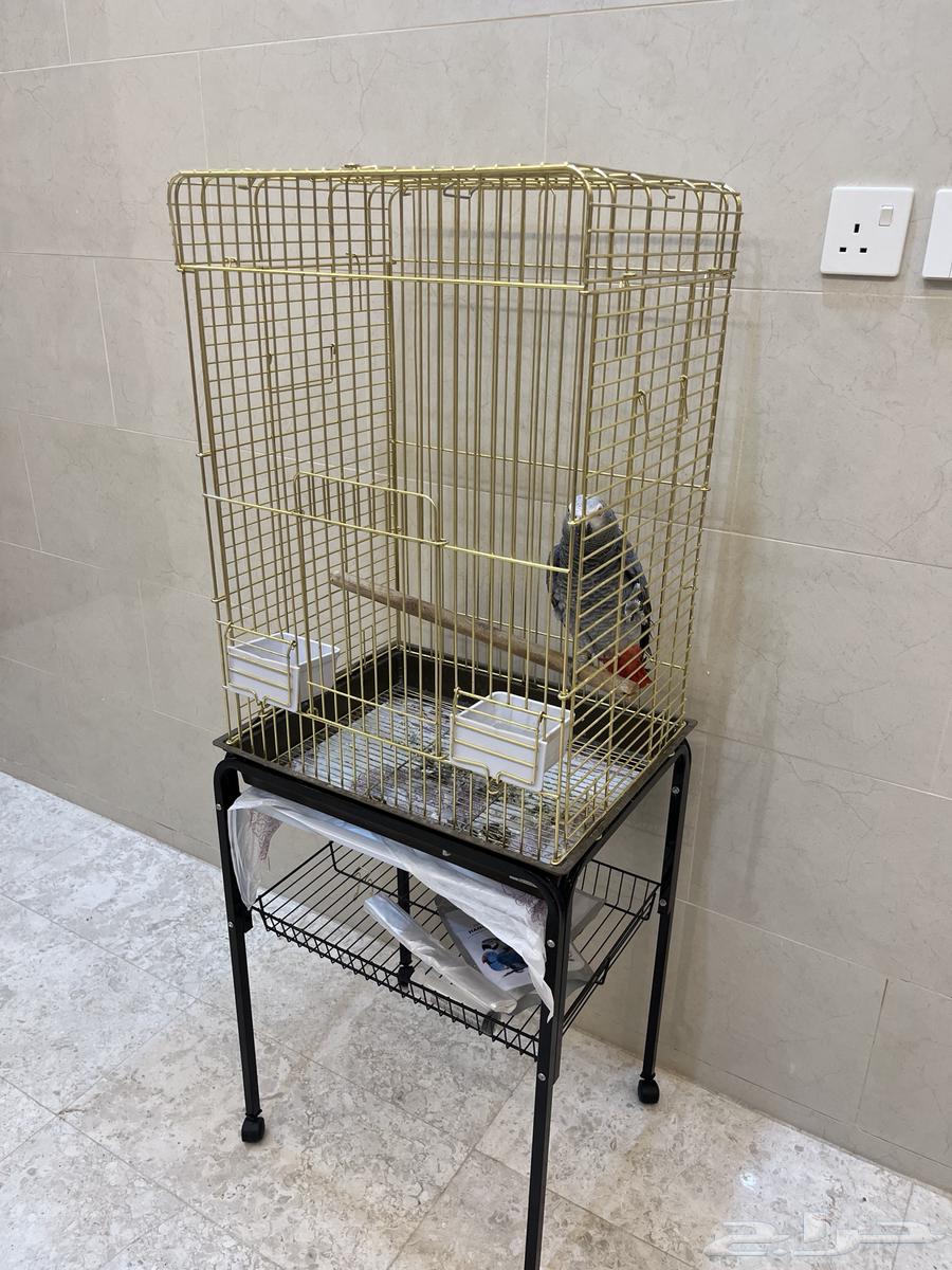 Casco parrot for sale63346861273474112