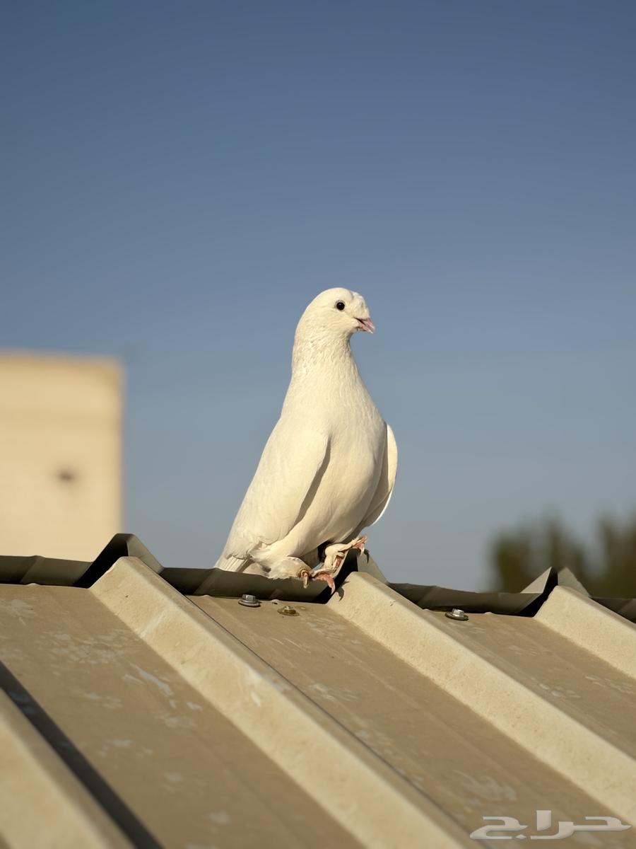 تركي كرست633492047449611129