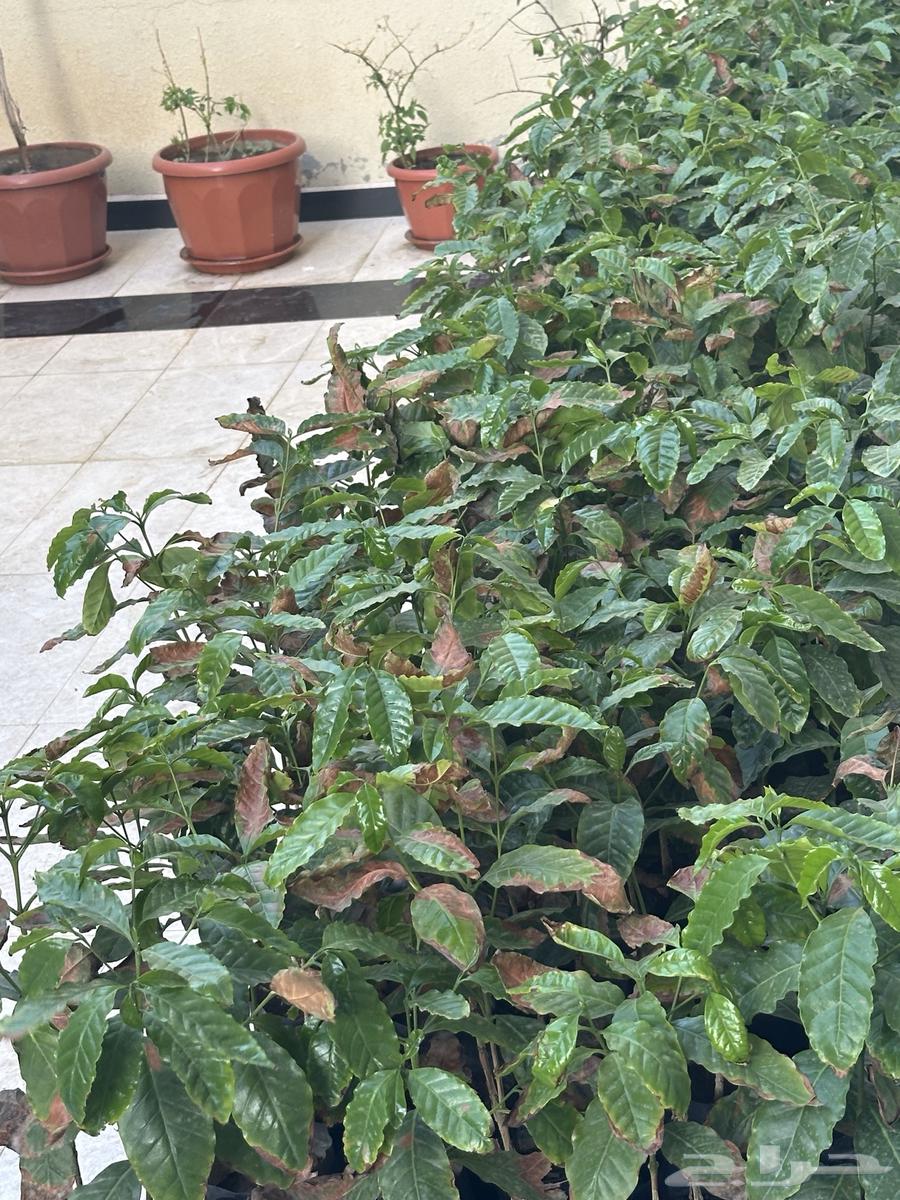 Ben's seedlings63347368692866112