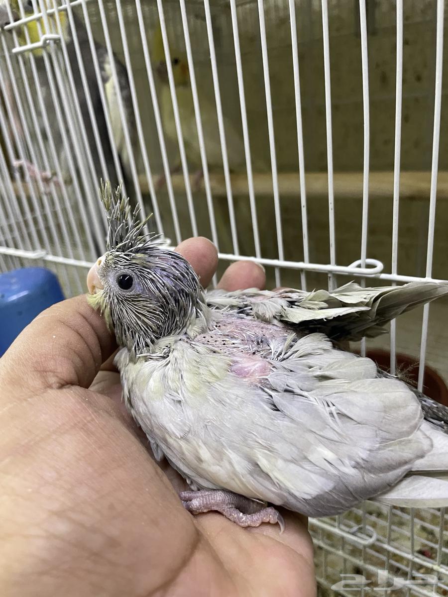 Emerald cockatiel chicks (mutation) and emerald spangle63346255422081111