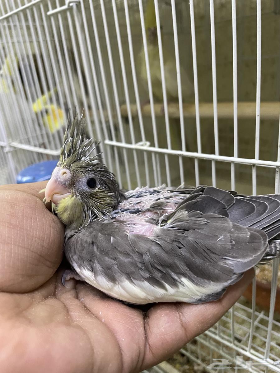 Emerald cockatiel chicks (mutation) and emerald spangle63346255422081112