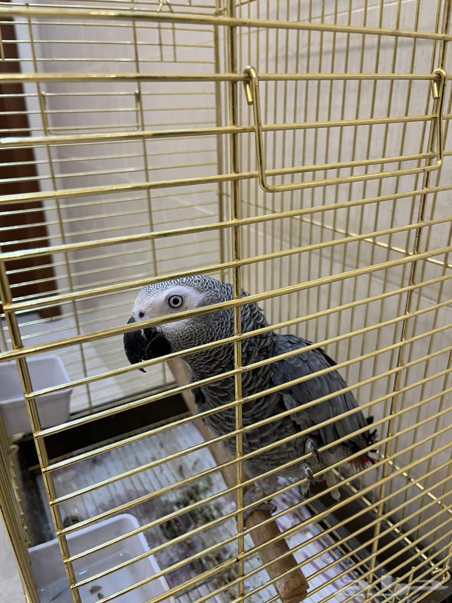 Casco parrot for sale633468612734741128