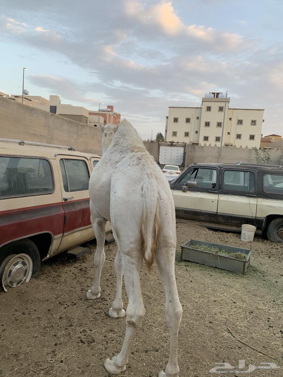قعود مفرود63347522465025111