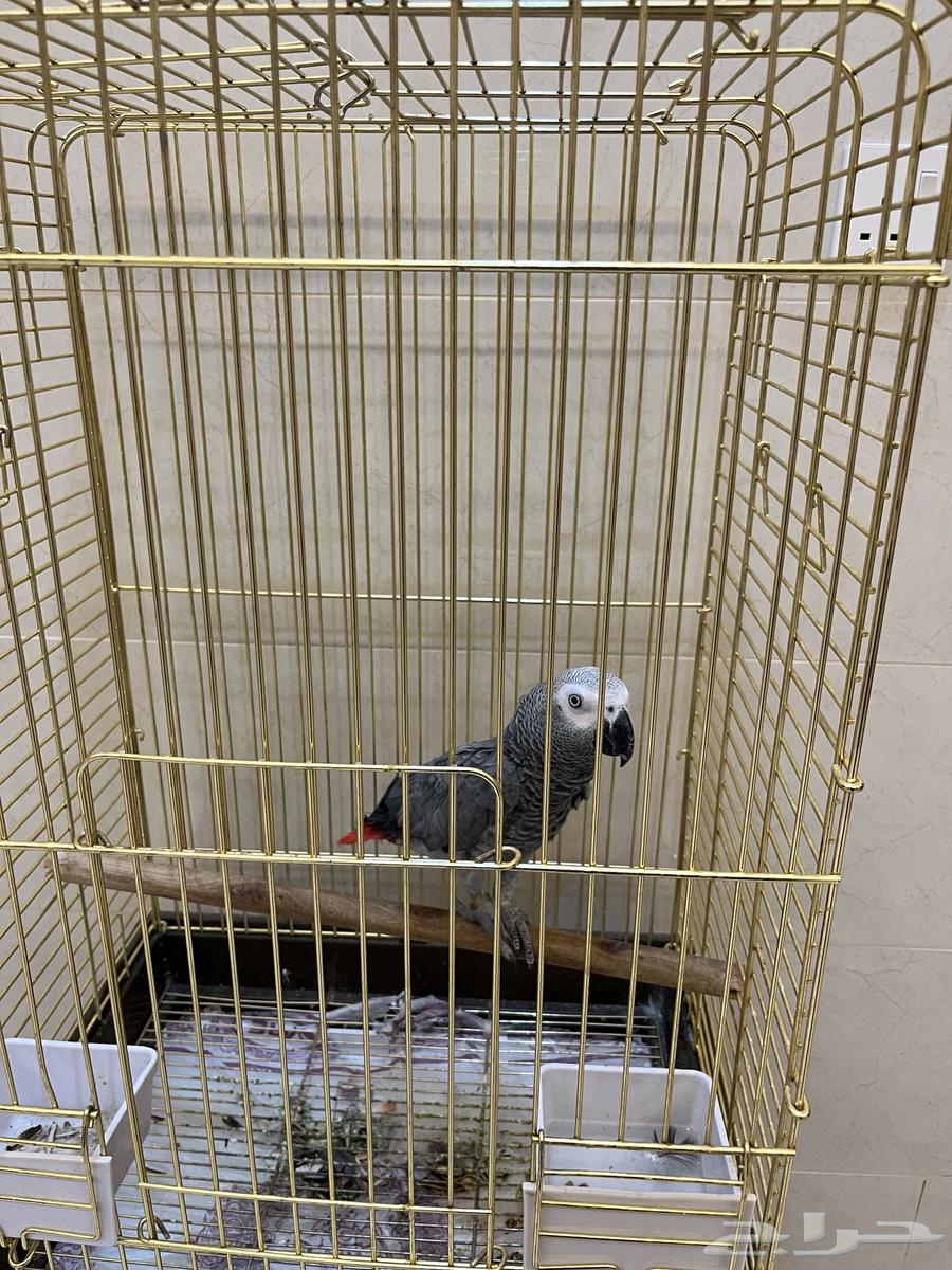 Casco parrot for sale63346861273474111