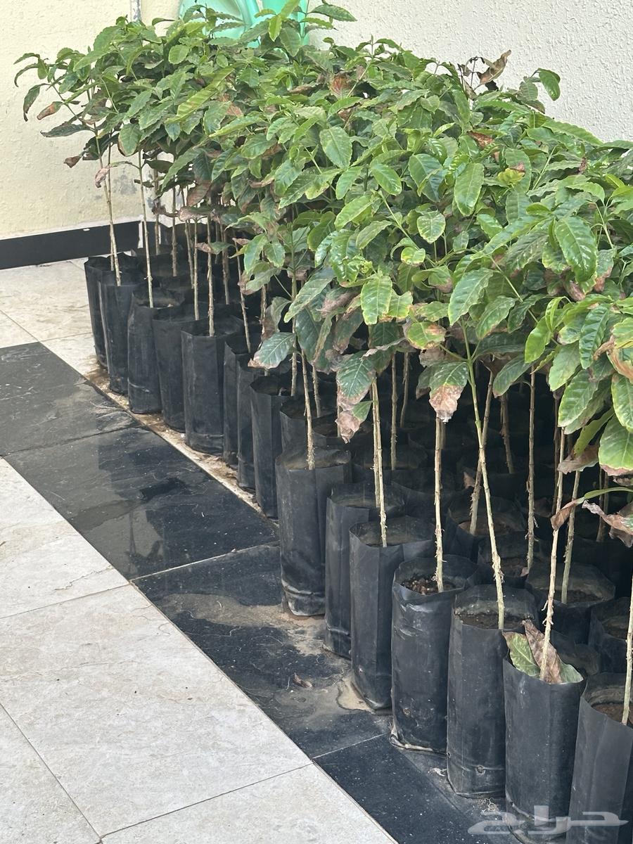 Ben's seedlings63347368692866119