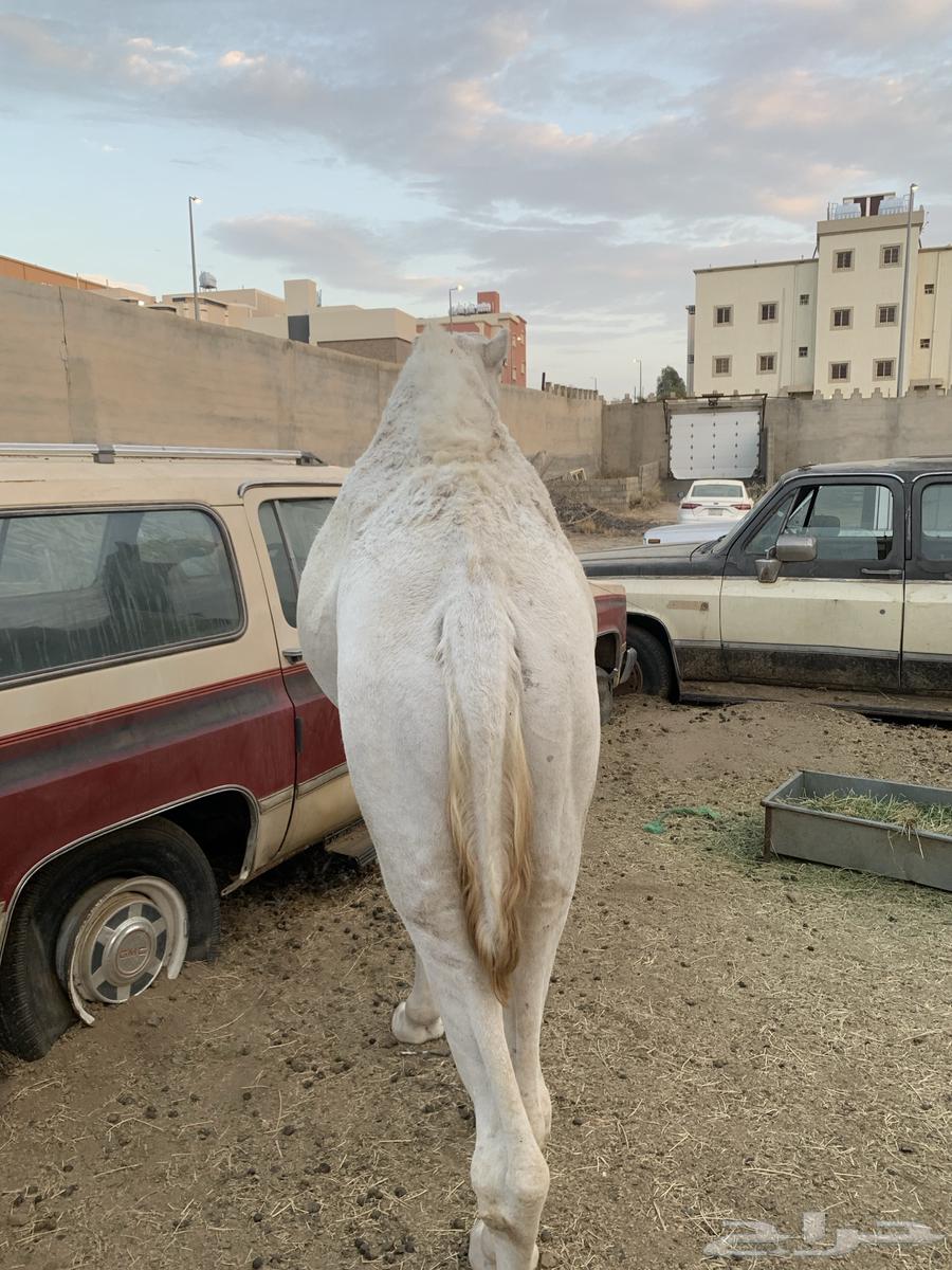 قعود مفرود63347522465025112