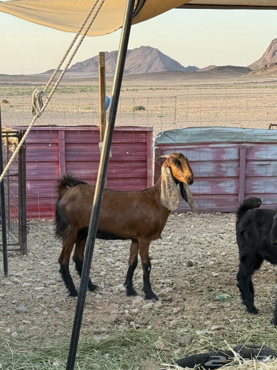 For sale, a two-year-old goat with horns63347286211330111
