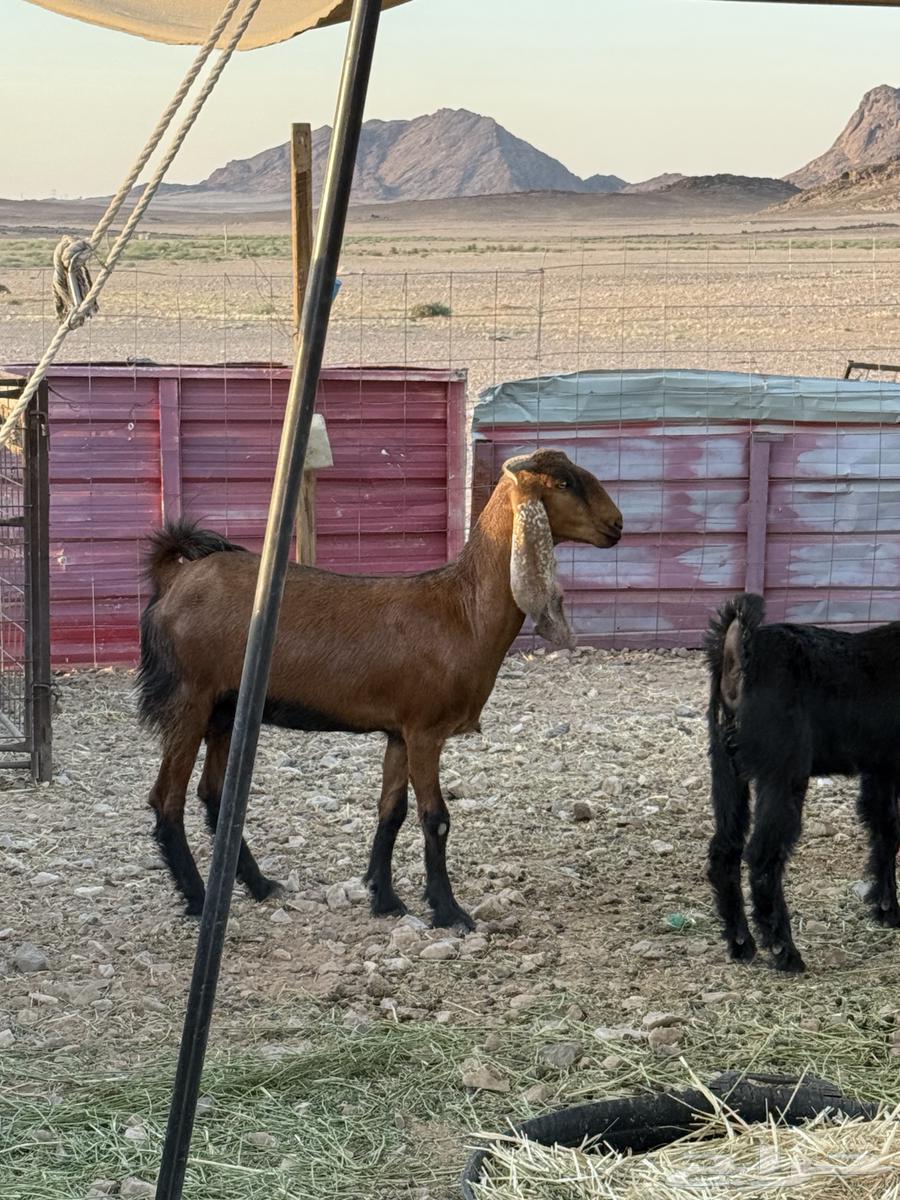 For sale, a two-year-old goat with horns63347286211330111