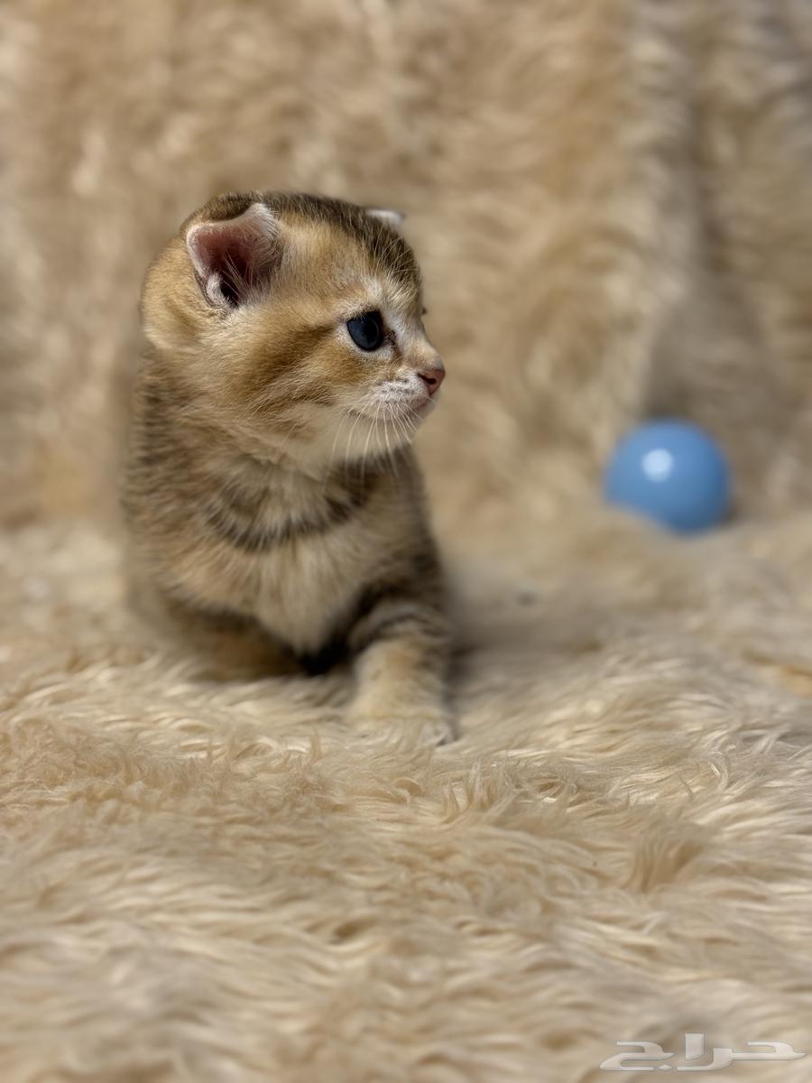 Scottish Bengal Maks Katinz63350915405570113