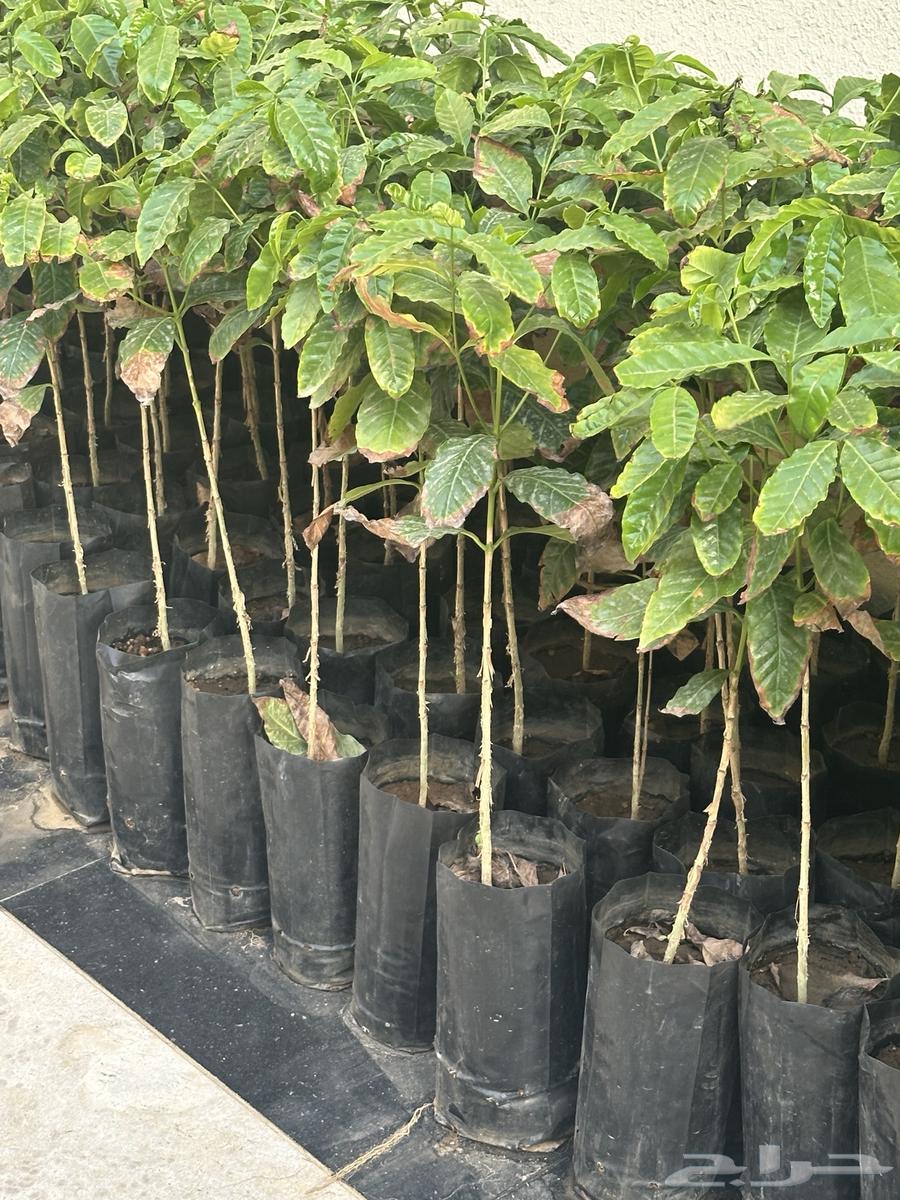 Ben's seedlings63347368692866111