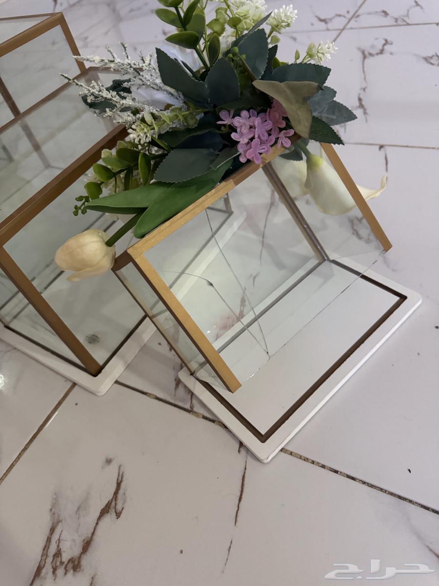 دبش عروس للبيع63348844694914111