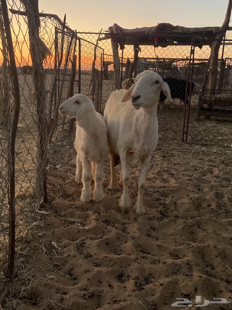 Freedom, she guarded a sheep.633461189306901111
