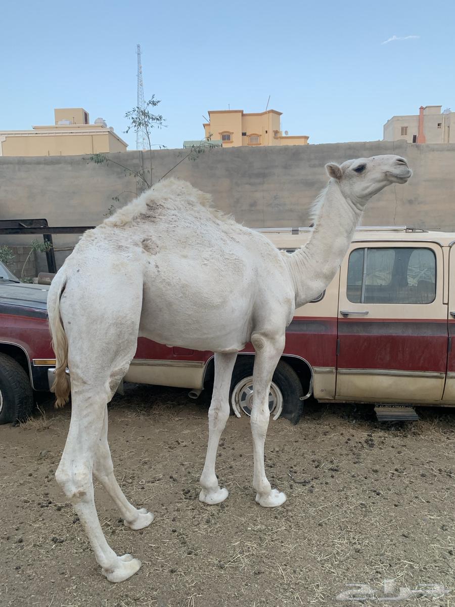 قعود مفرود63347522465025115
