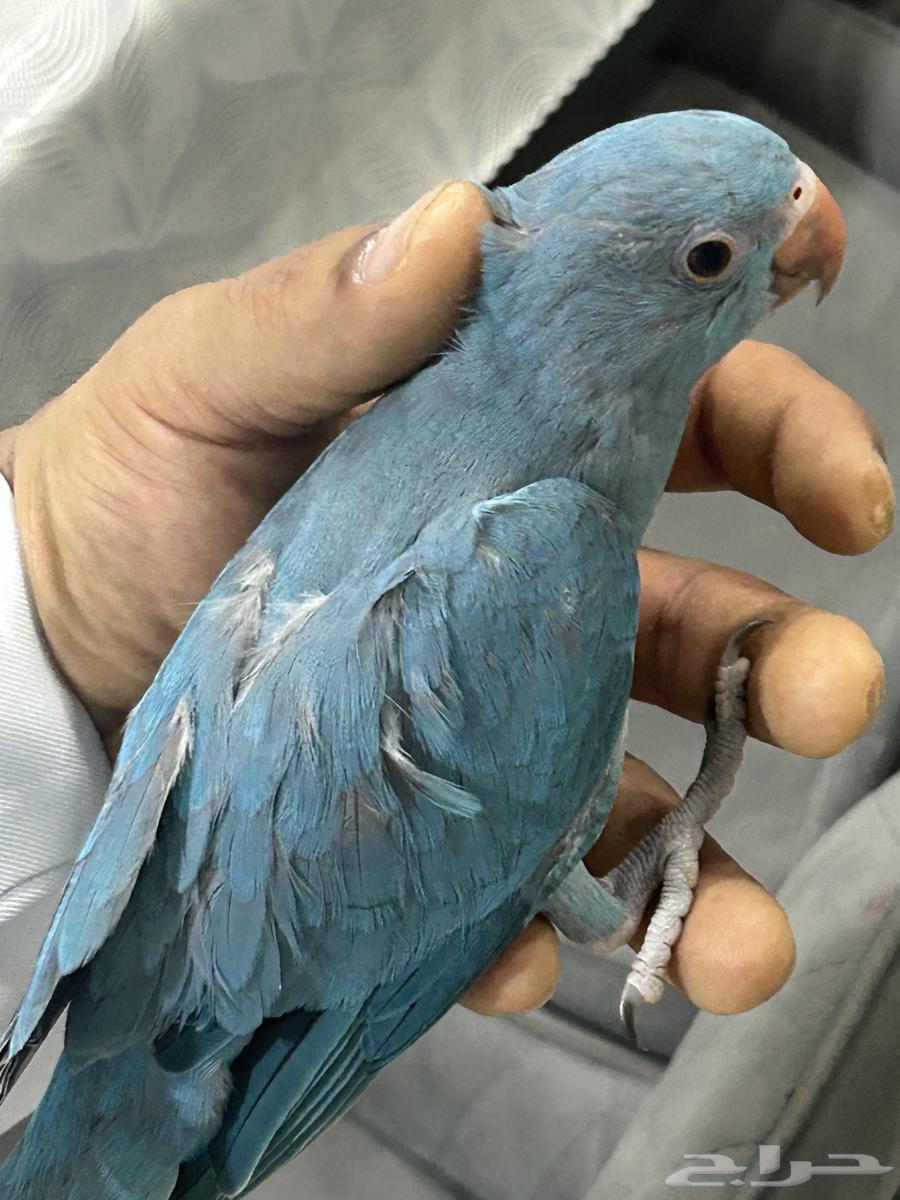 بغبغاء هولندي زرقاء العمر 2 شهر63414376520578111