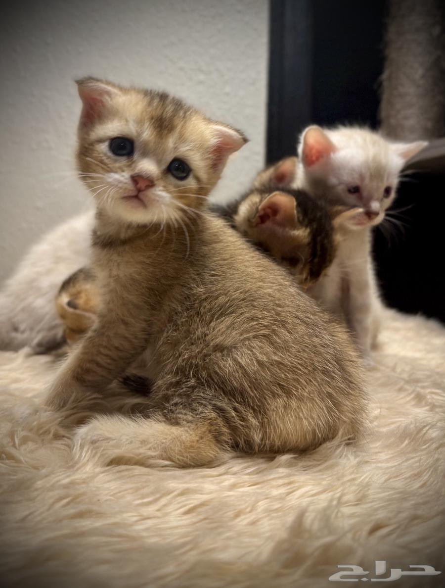 Scottish Bengal Maks Katinz63350915405570112