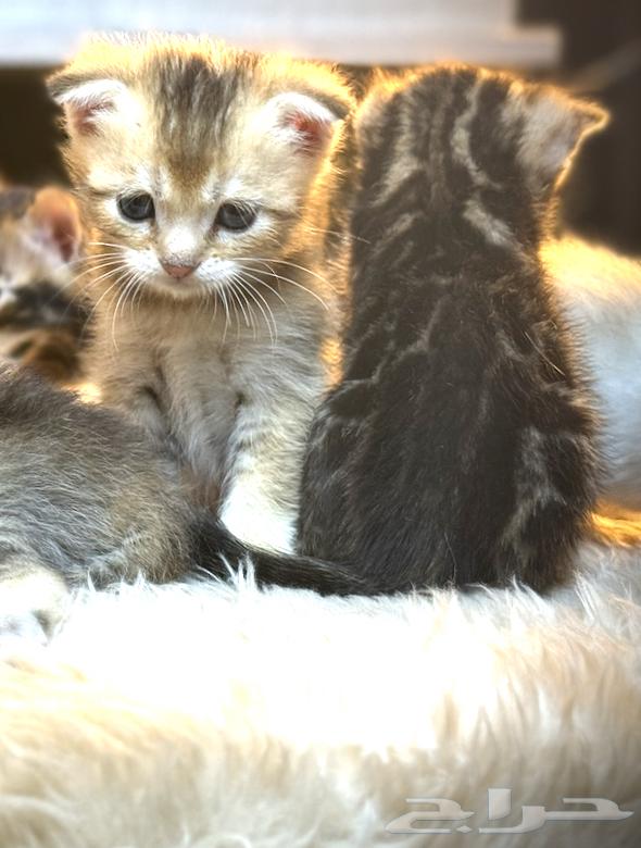 Scottish Bengal Maks Katinz63350915405570114