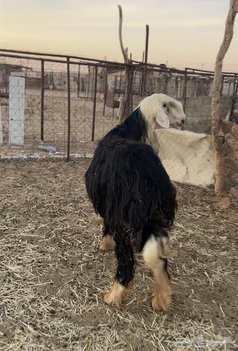 Goats. Najdi conditional63346404247554119