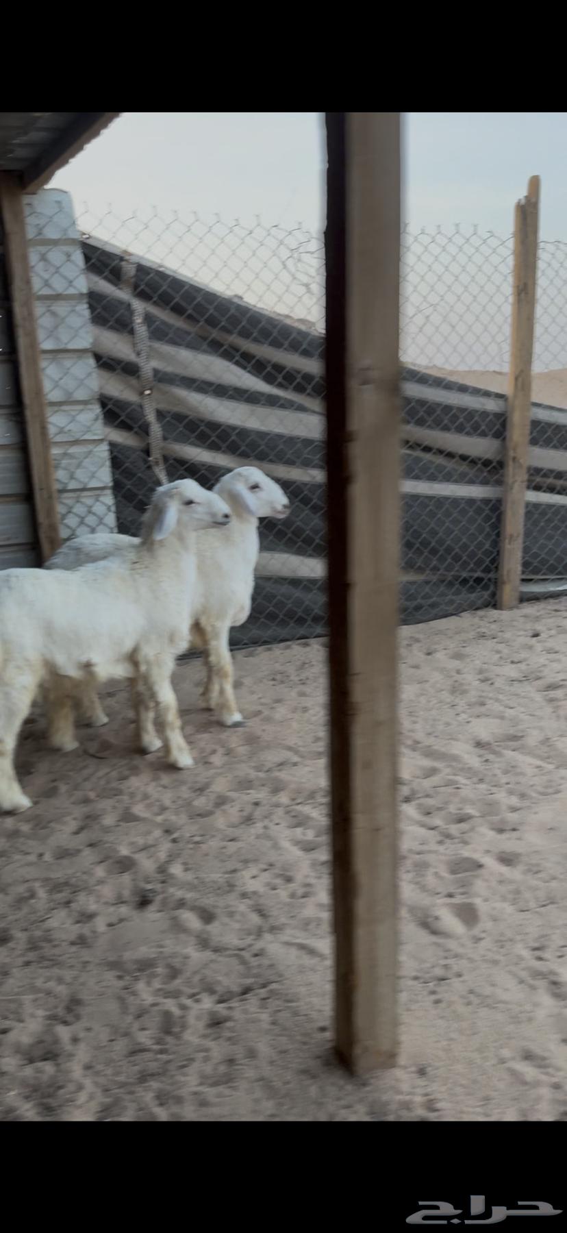 Fresh meat for sale63614555004417114