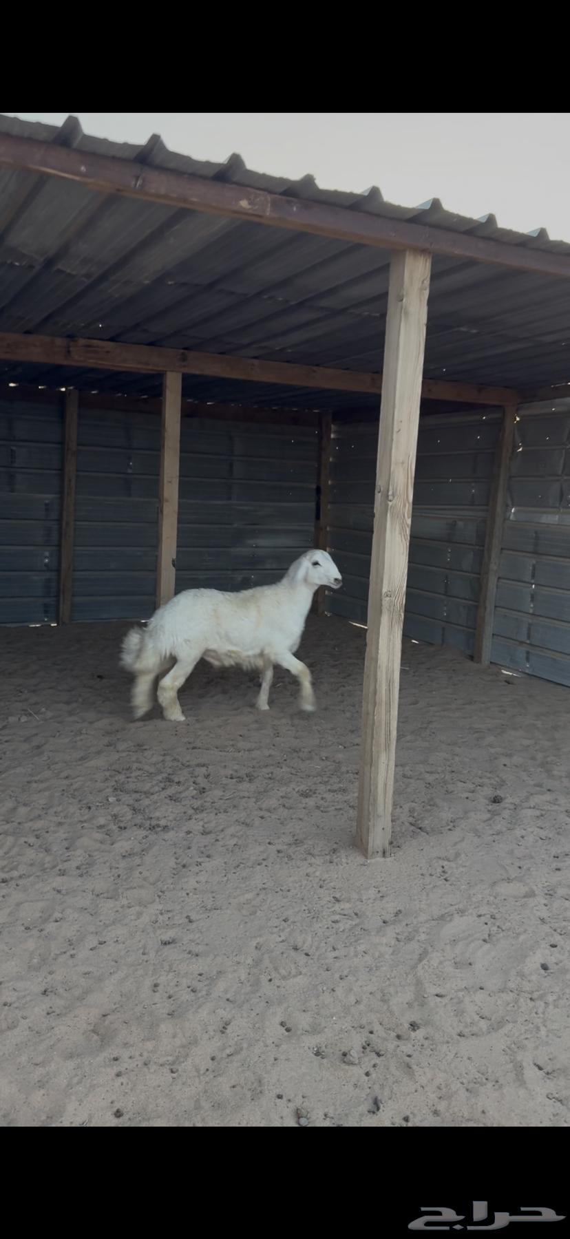 Fresh meat for sale63614555004417111