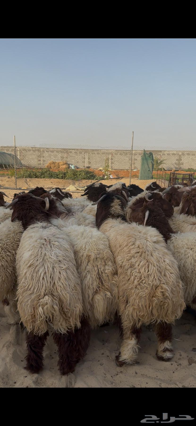 خرفان نعيم جذعان بلدي633465841656351125