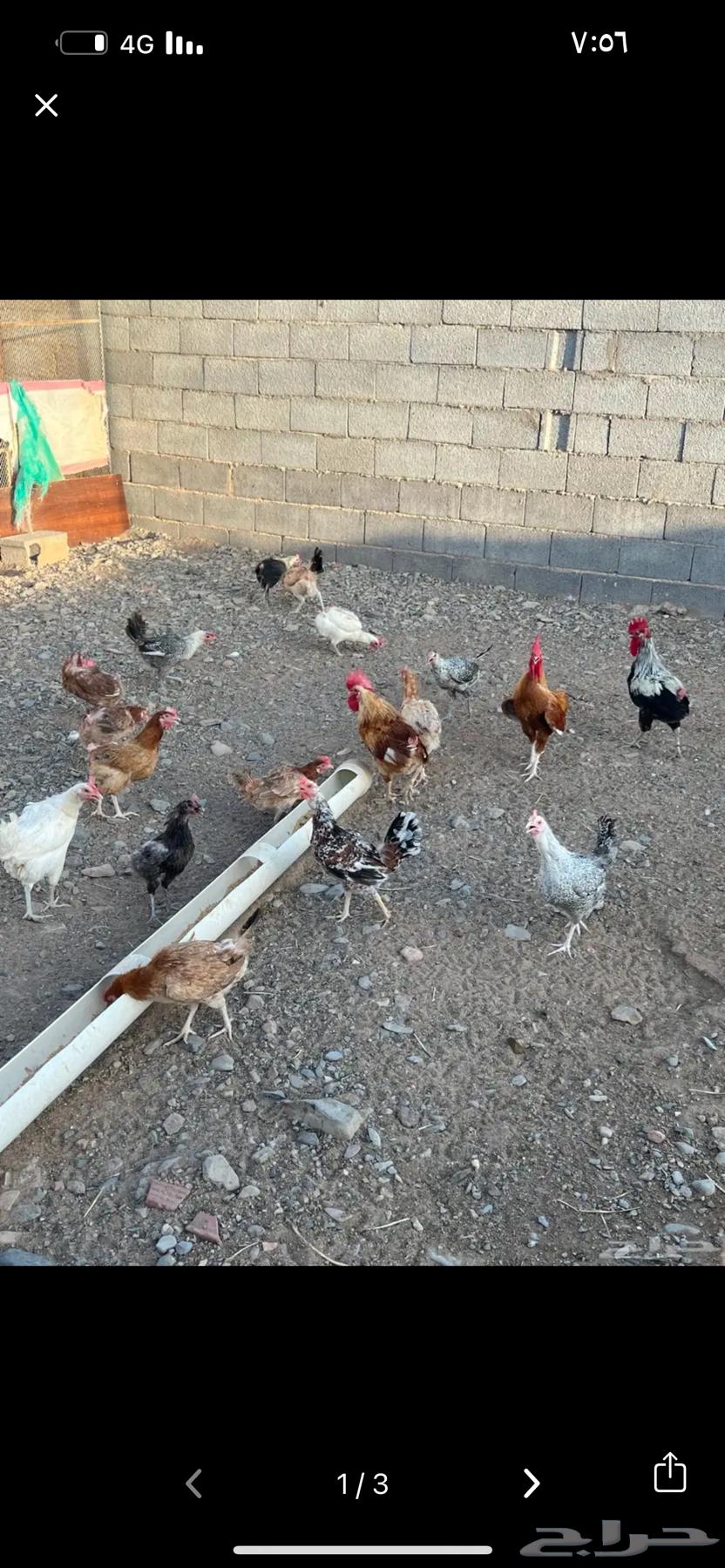 دجاج بلدي فواخر ( مزاد والسوم عام فقط )633469004116501118