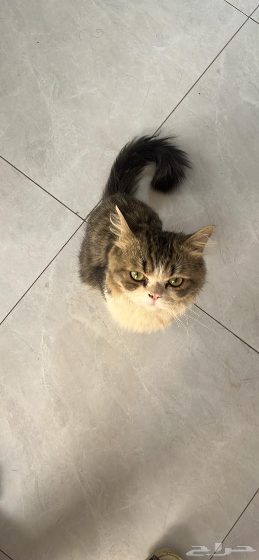 Shirazi cat63347561988737111