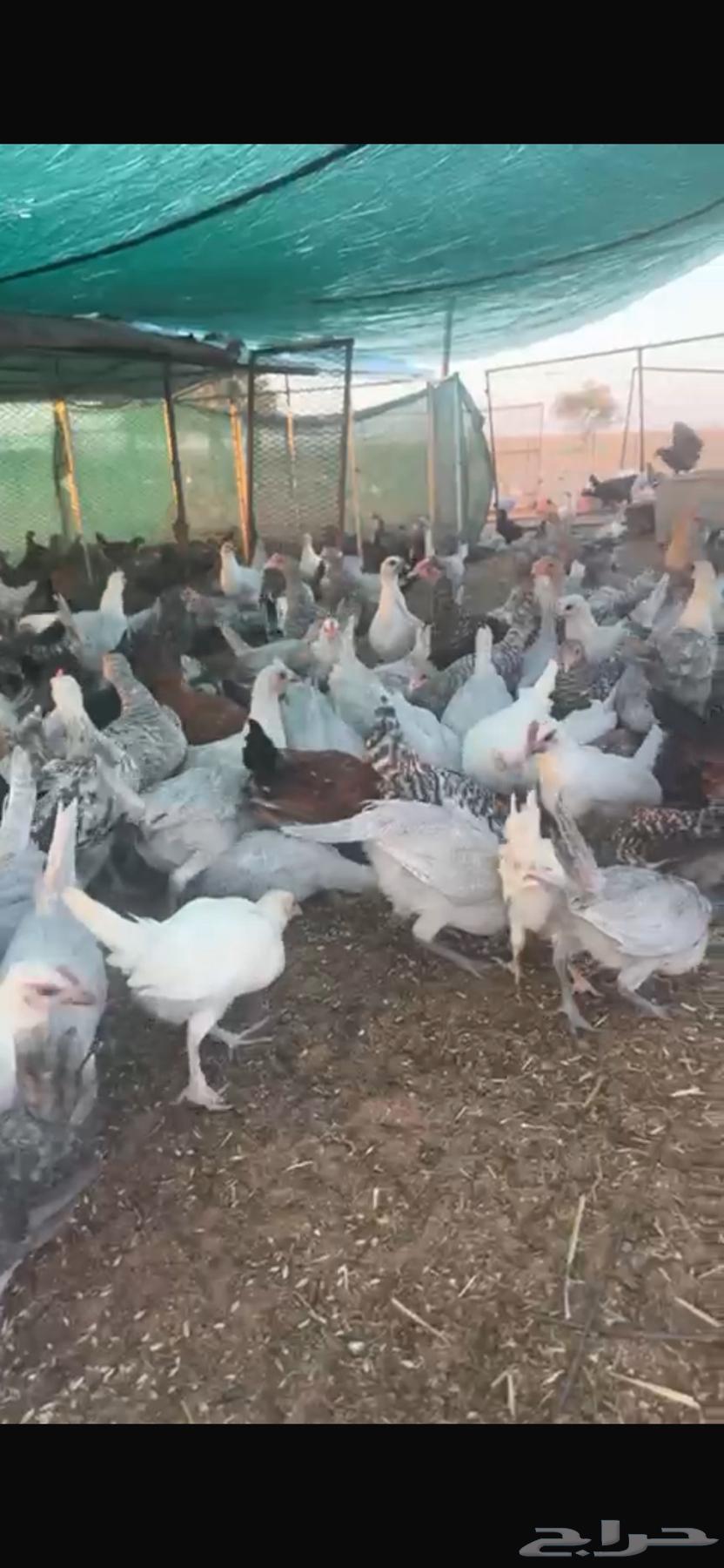 Birds63347287362945111