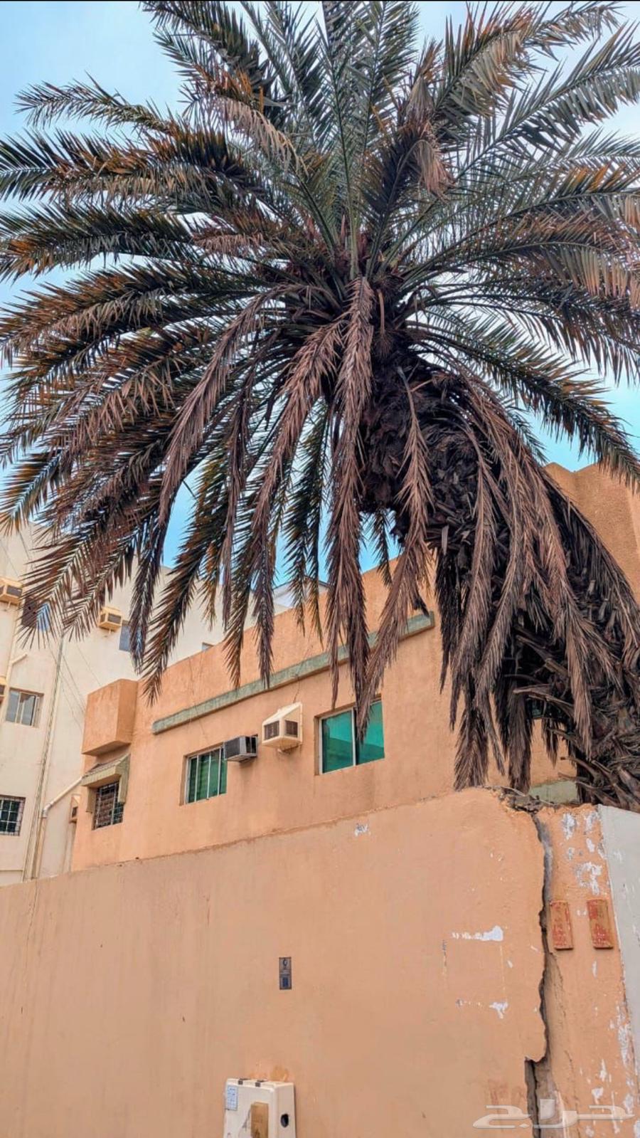 عماره في المروه البيع من المالك مباشرة63344996167555114