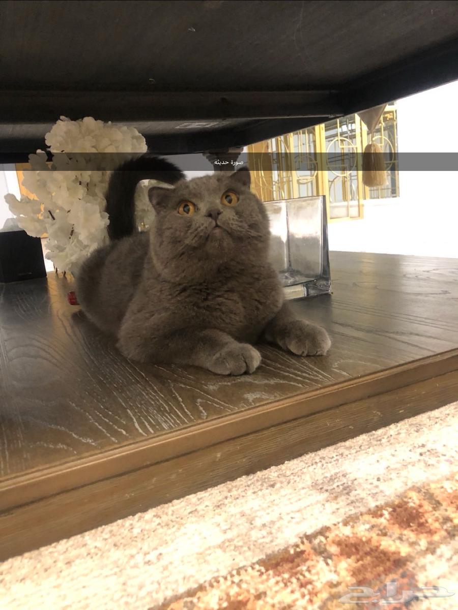 For sale, pure Scottish Fold cat63215600072450114