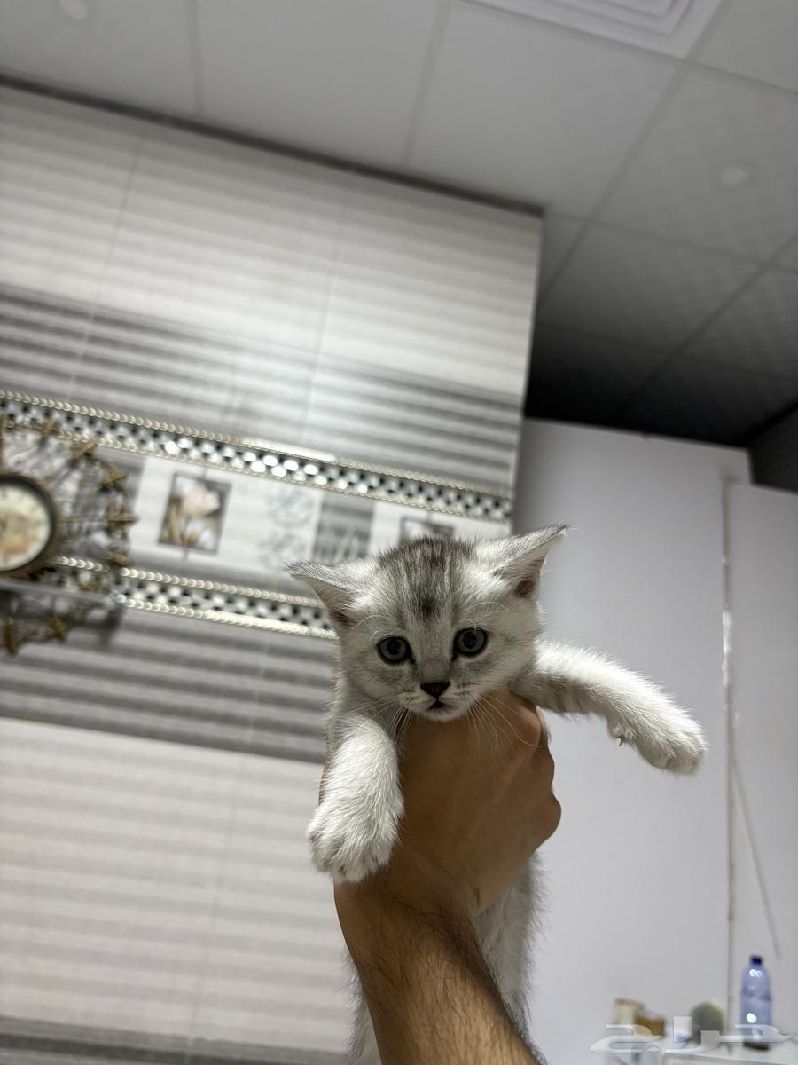 بسس كاتن سكوتش ستريت بيور شورت هير63344302963587111