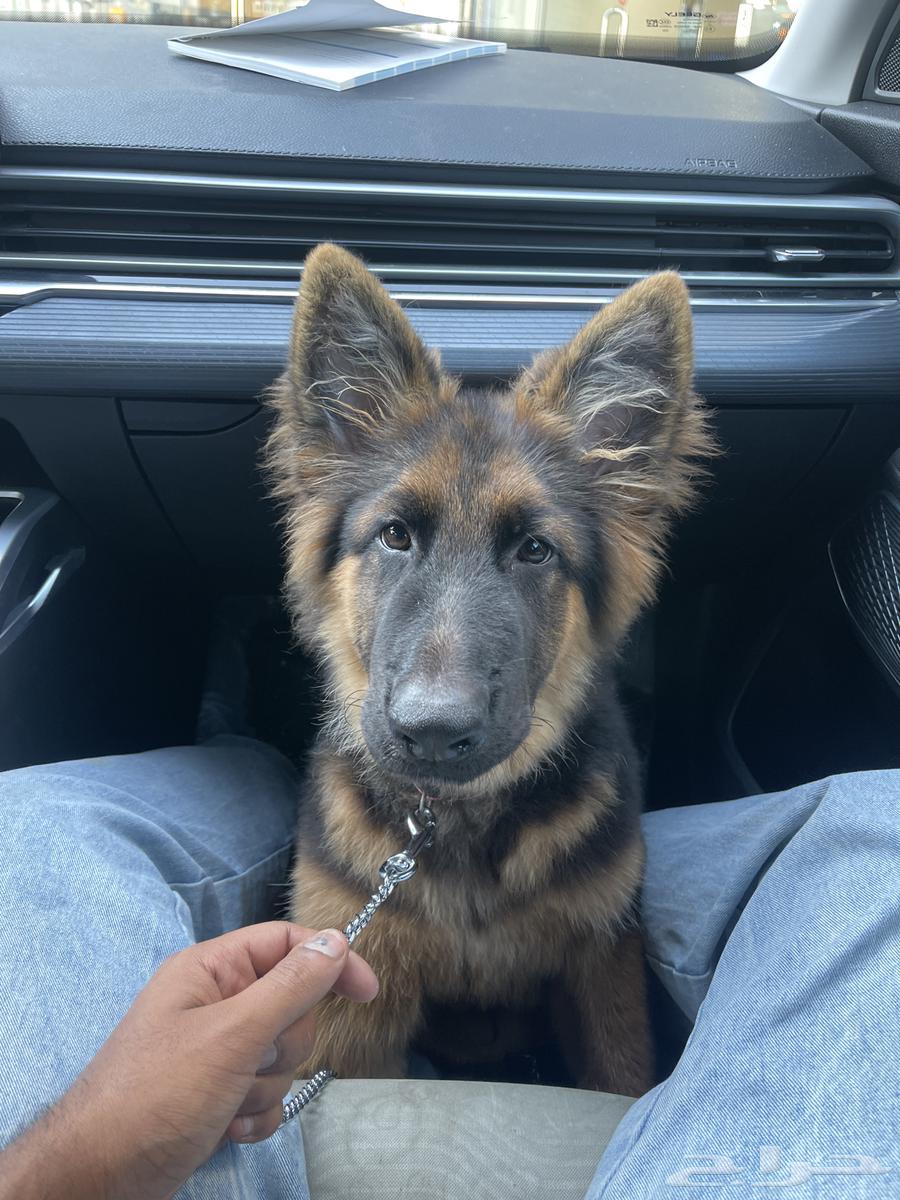 A German Shepherd dog with full training, Schutzhund certified, strong temperament, imported with pedigree.63342743186434112