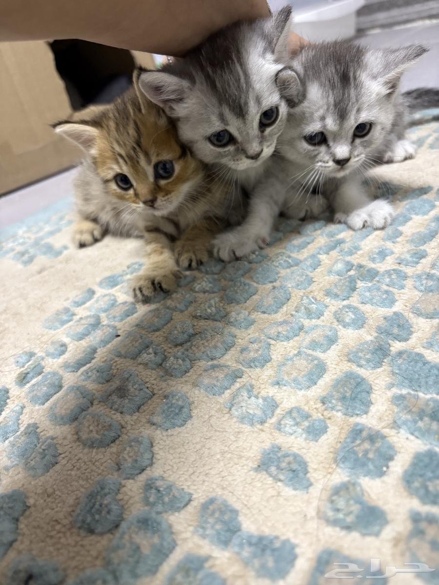 بسس كاتن سكوتش ستريت بيور شورت هير63344302963587113