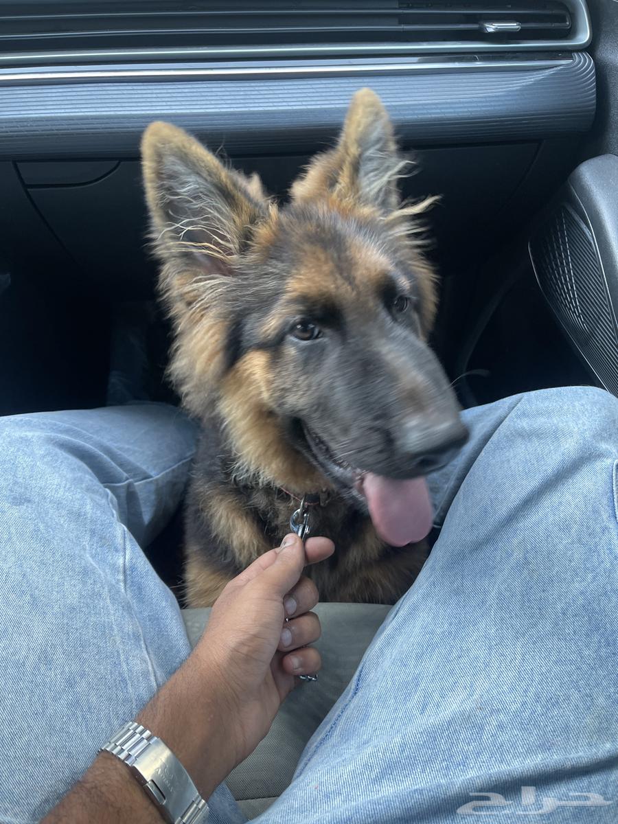 A German Shepherd dog with full training, Schutzhund certified, strong temperament, imported with pedigree.63342743186434111