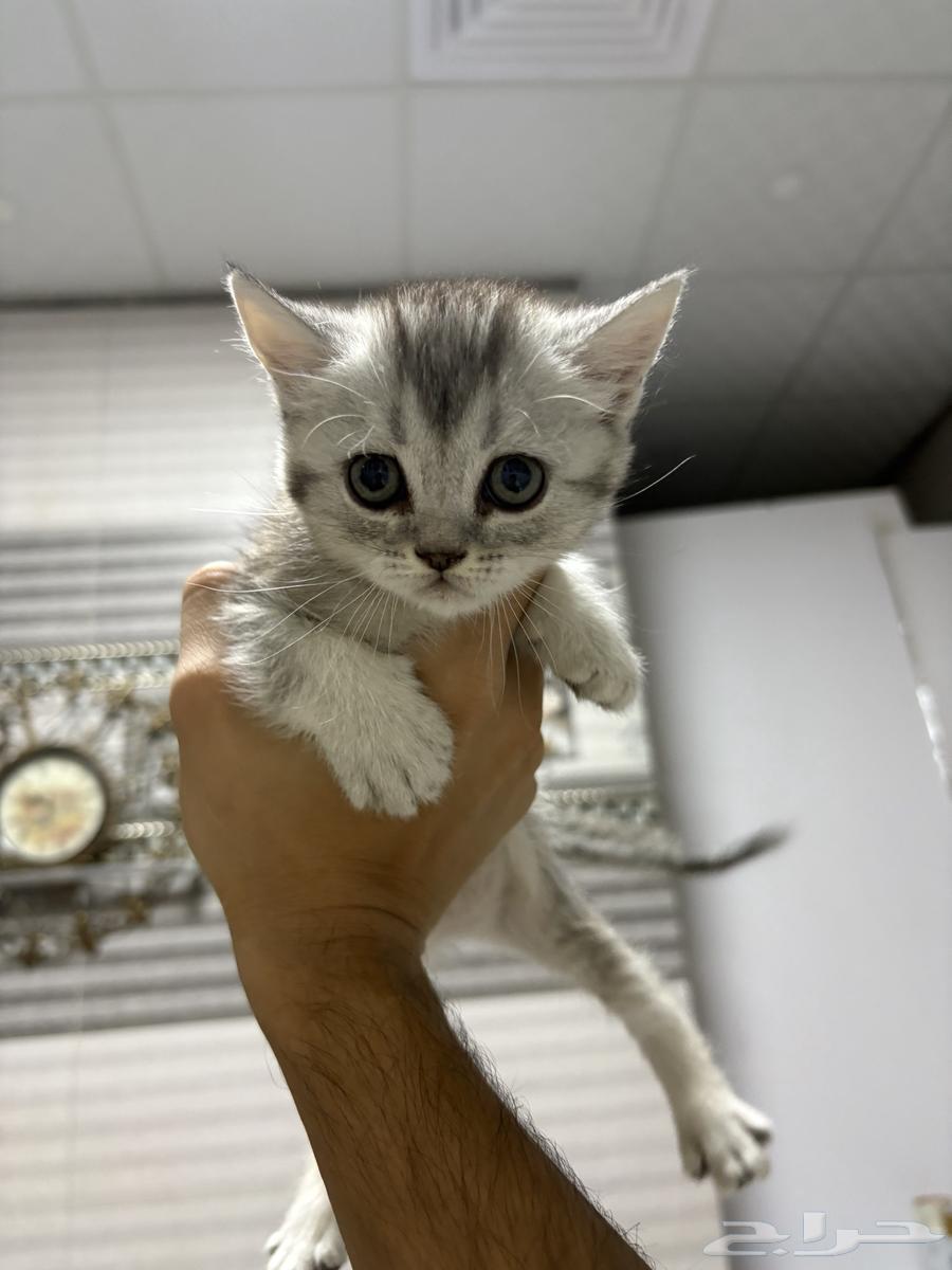 بسس كاتن سكوتش ستريت بيور شورت هير633443029635871110