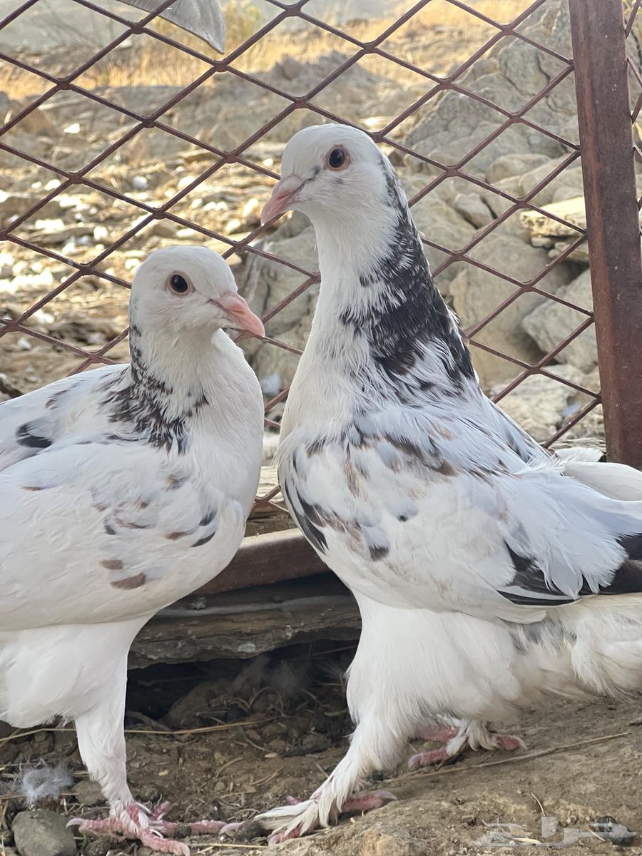 حمام زينه للبيع63328726167169114
