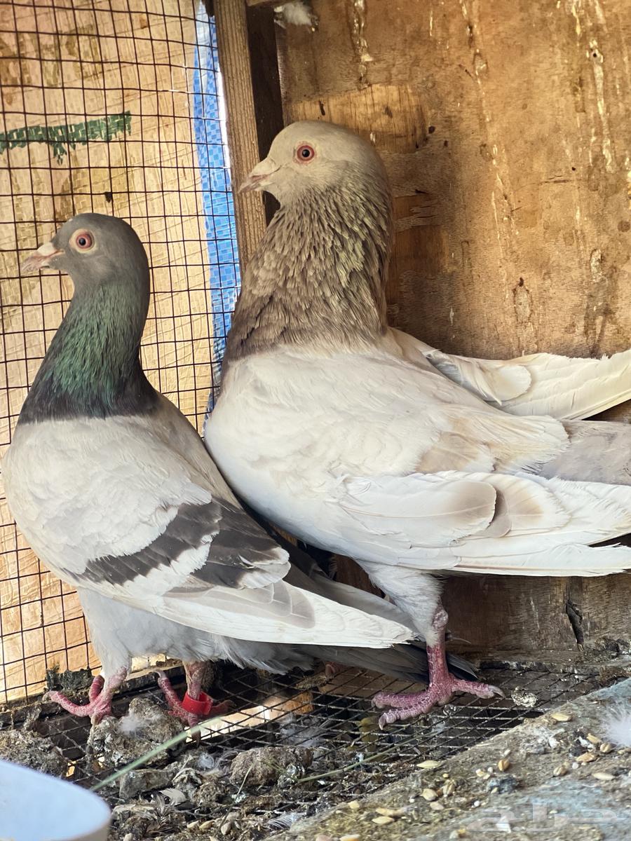 حمام زينه للبيع633287261671691122