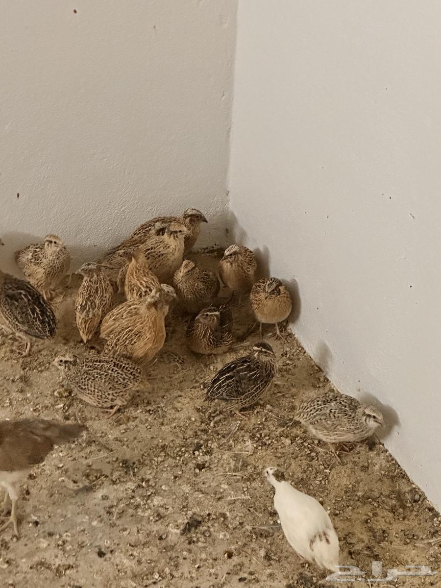سمان للبيع63409003687298113