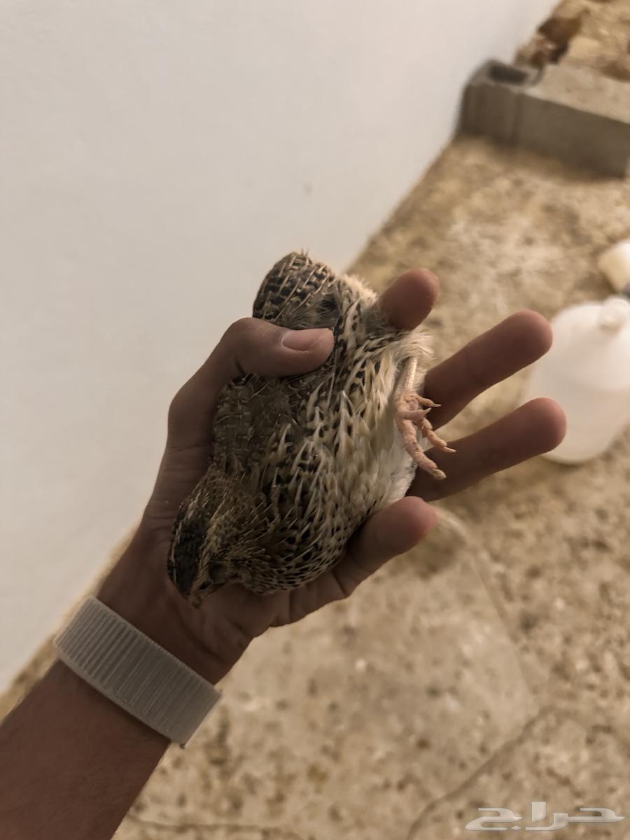 سمان للبيع634090036872981119