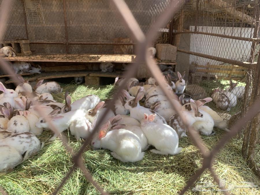 Rabbits for sale63343189610371111