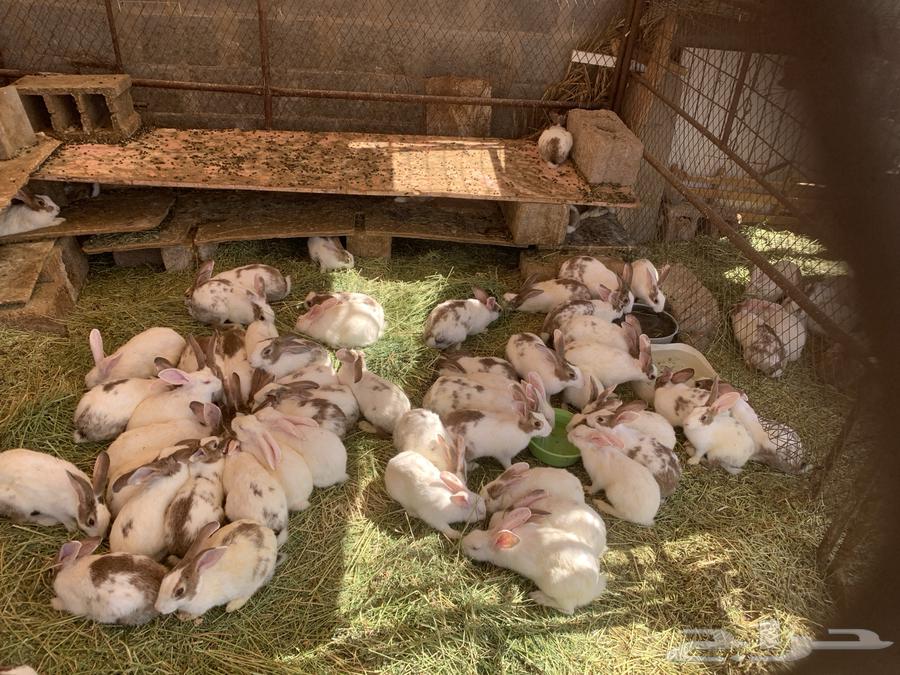 Rabbits for sale633431896103711129
