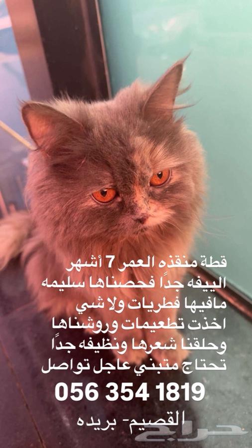 قطه للتبني633443833509131128