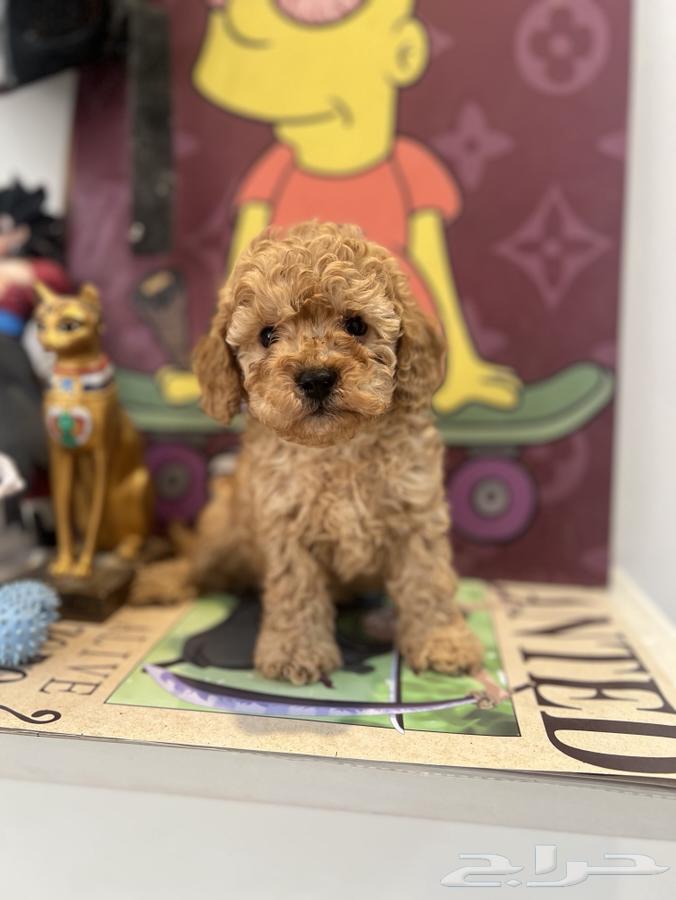 Toy Poodle dogs63422507124993111