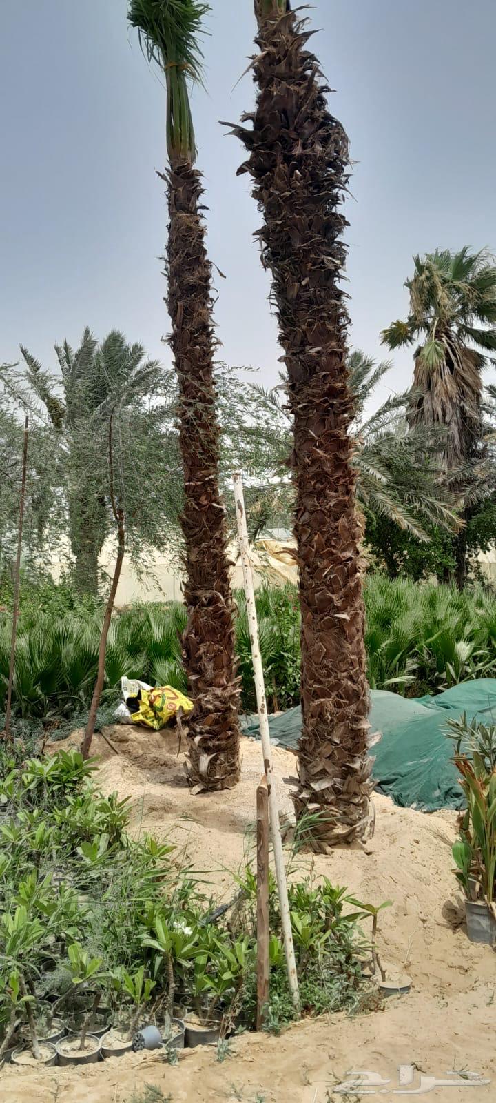 نخل زينه واشنطونيا 4 متر63342422969091111