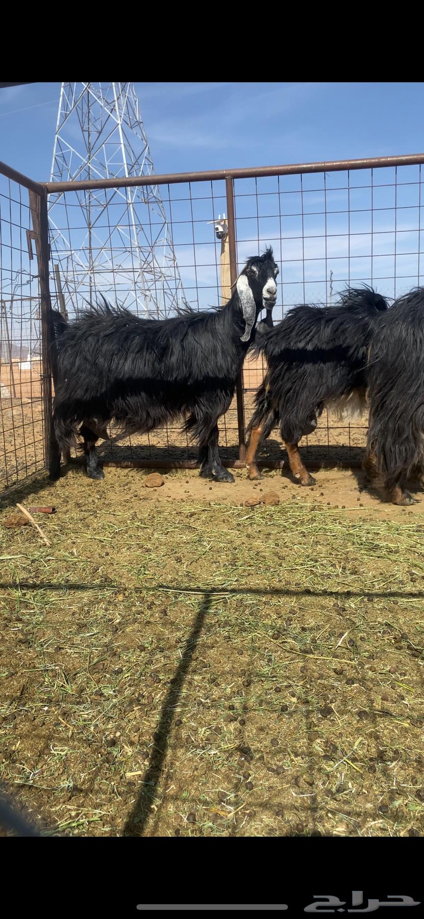 Condolences for sale63343226363393111