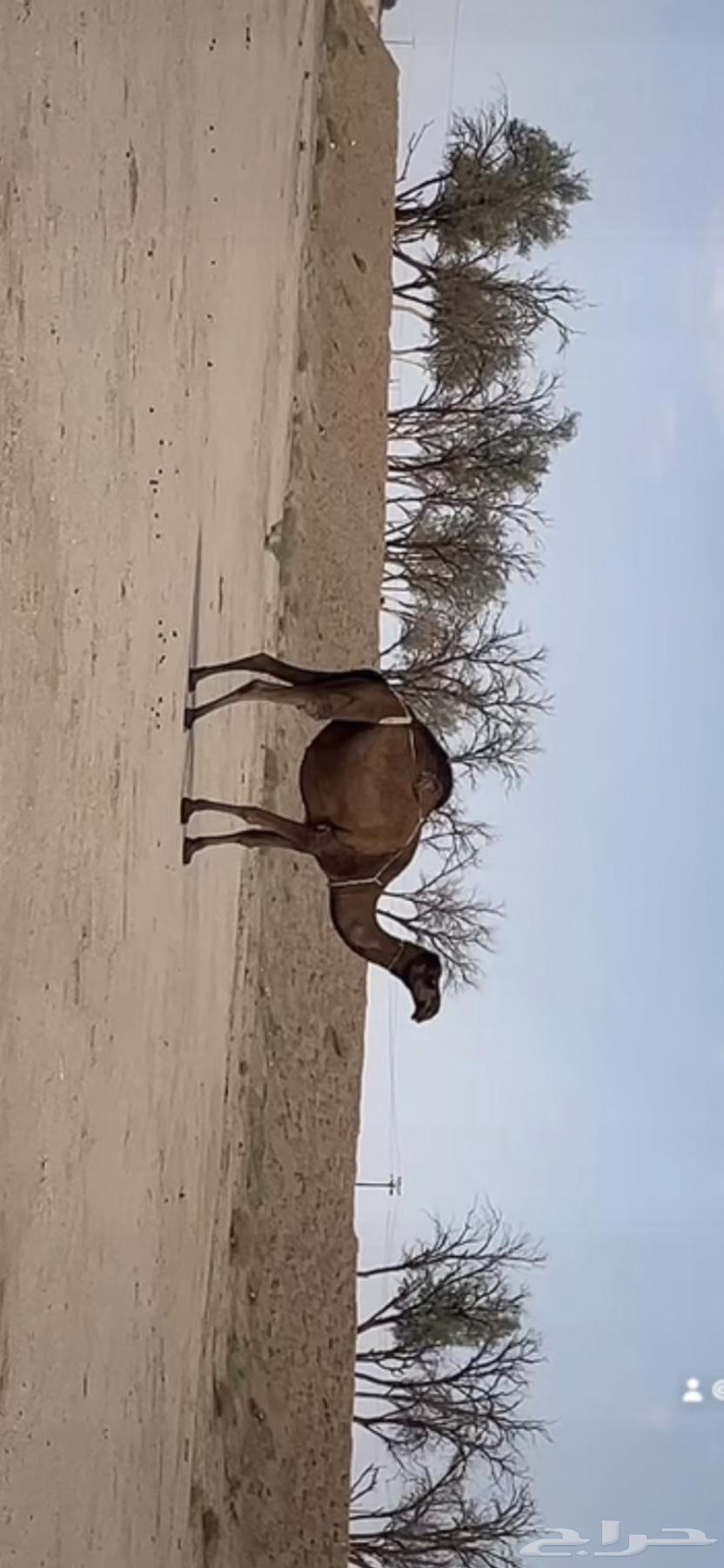 خلفه صفرا طيبة تحتها قعود خصم رماني633438875320341128
