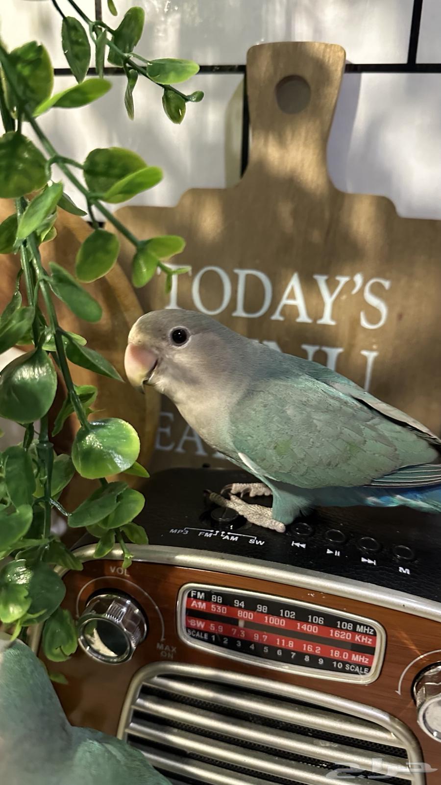 Birds63331525879553114