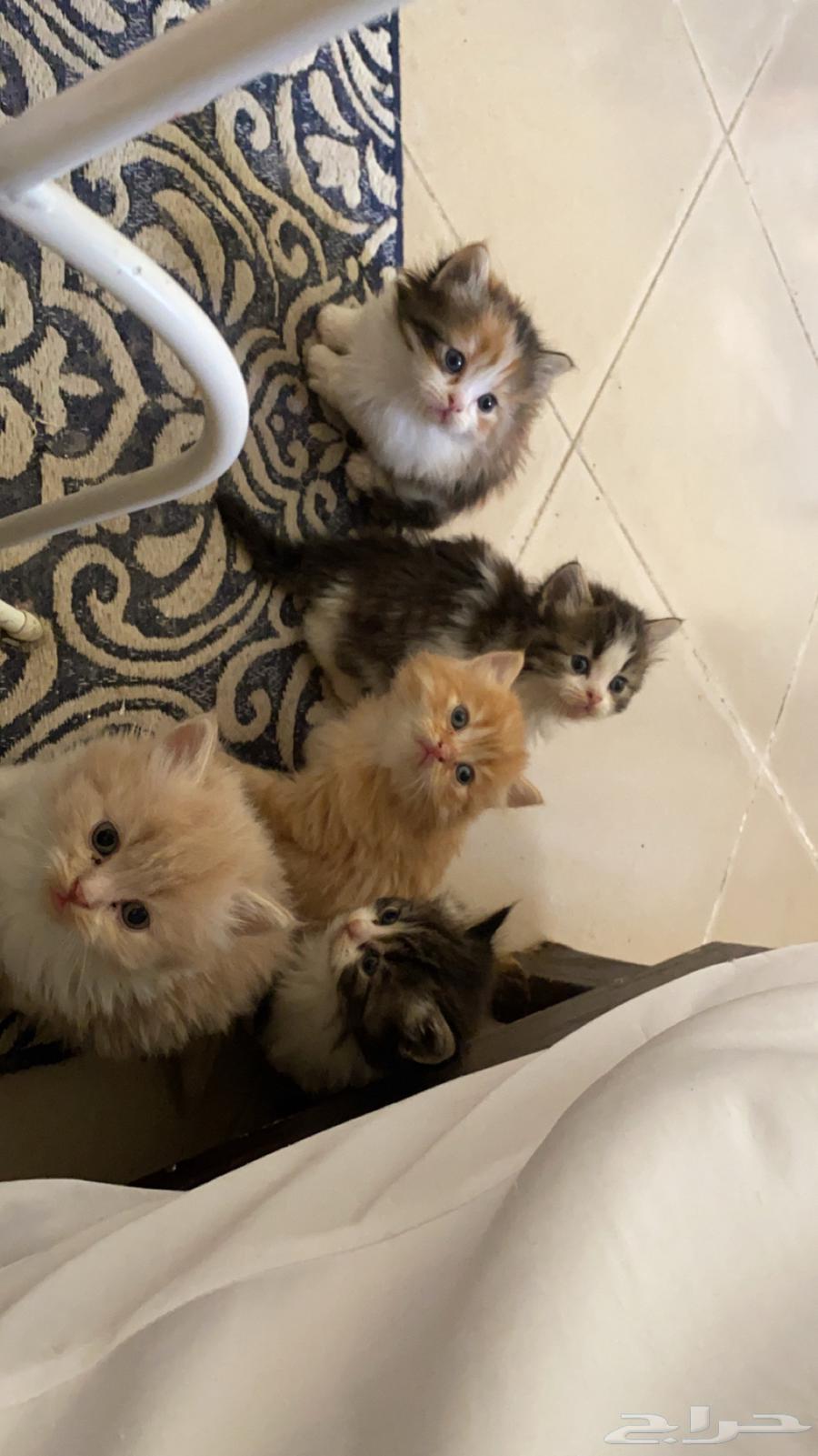 قطط شيرازي للبيع63332405519746112