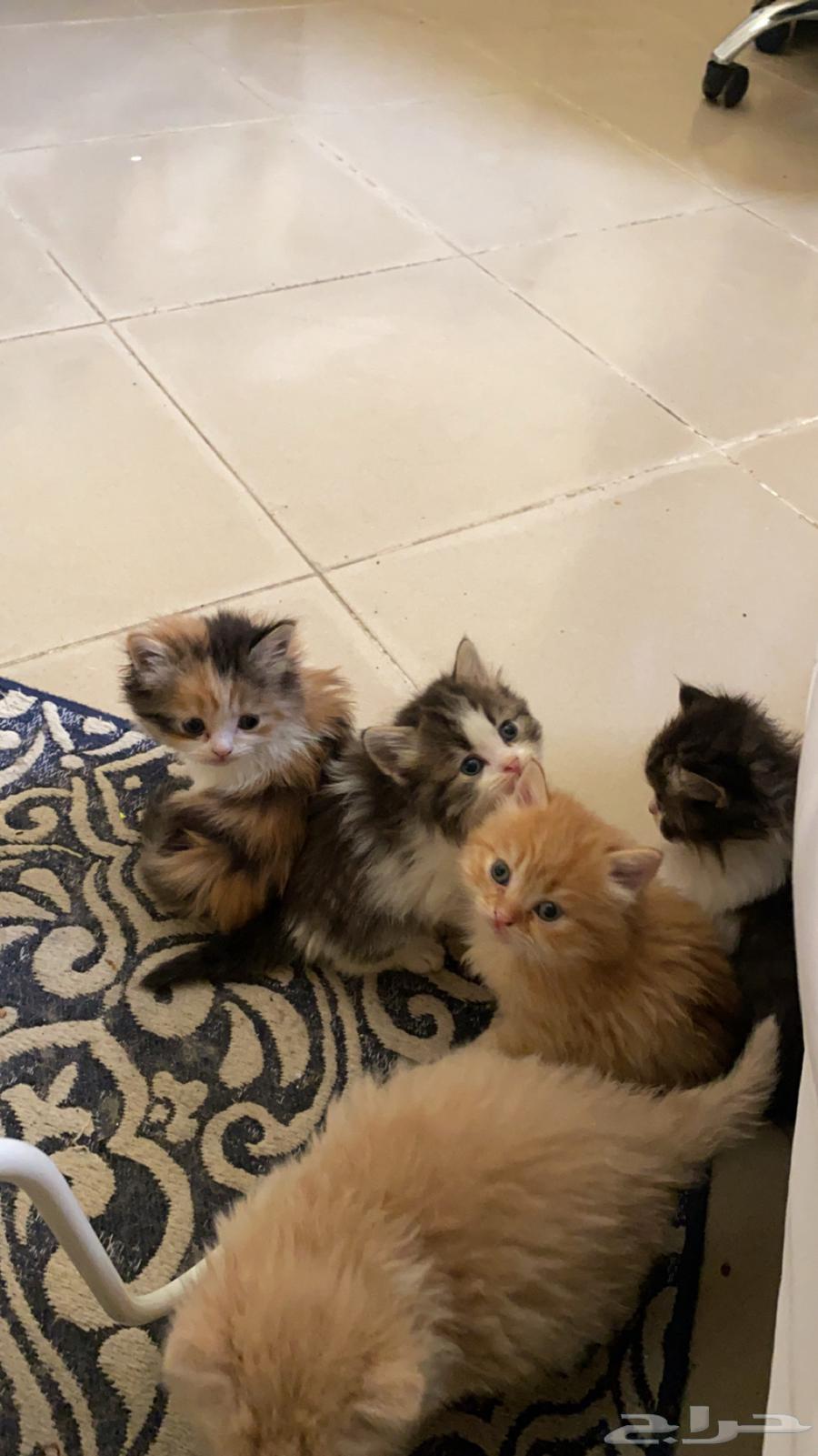 قطط شيرازي للبيع63332405519746113