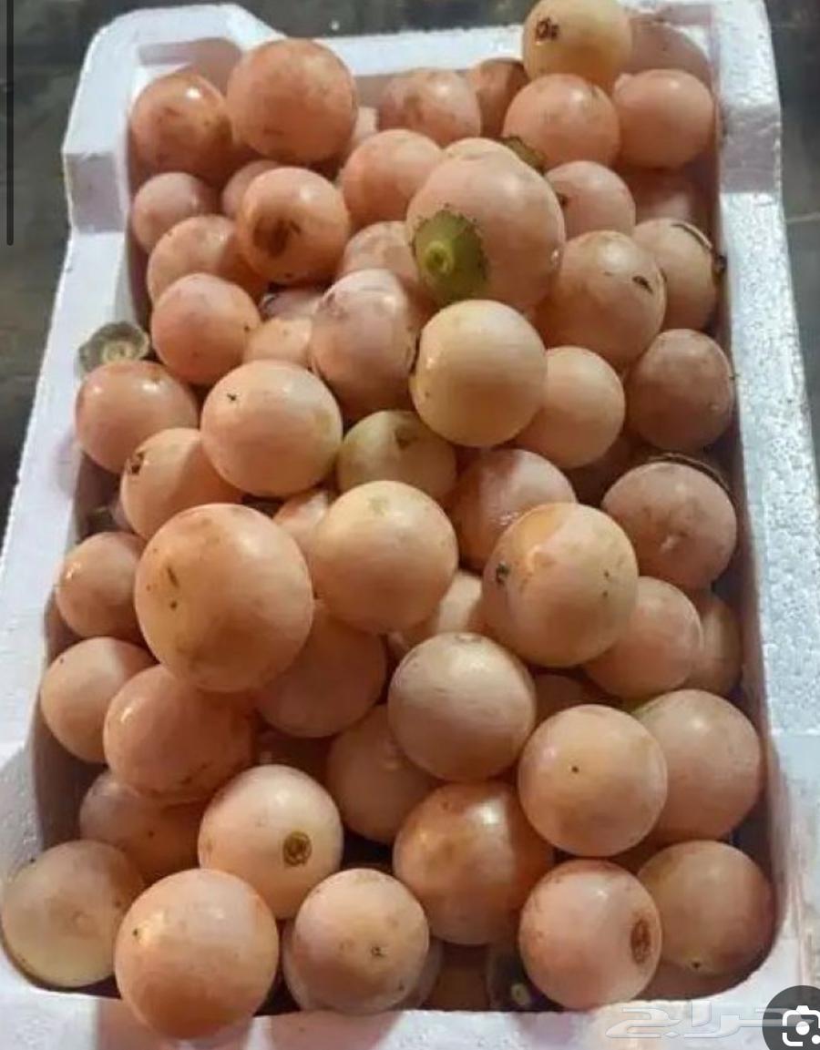Bambareh63335600785155114