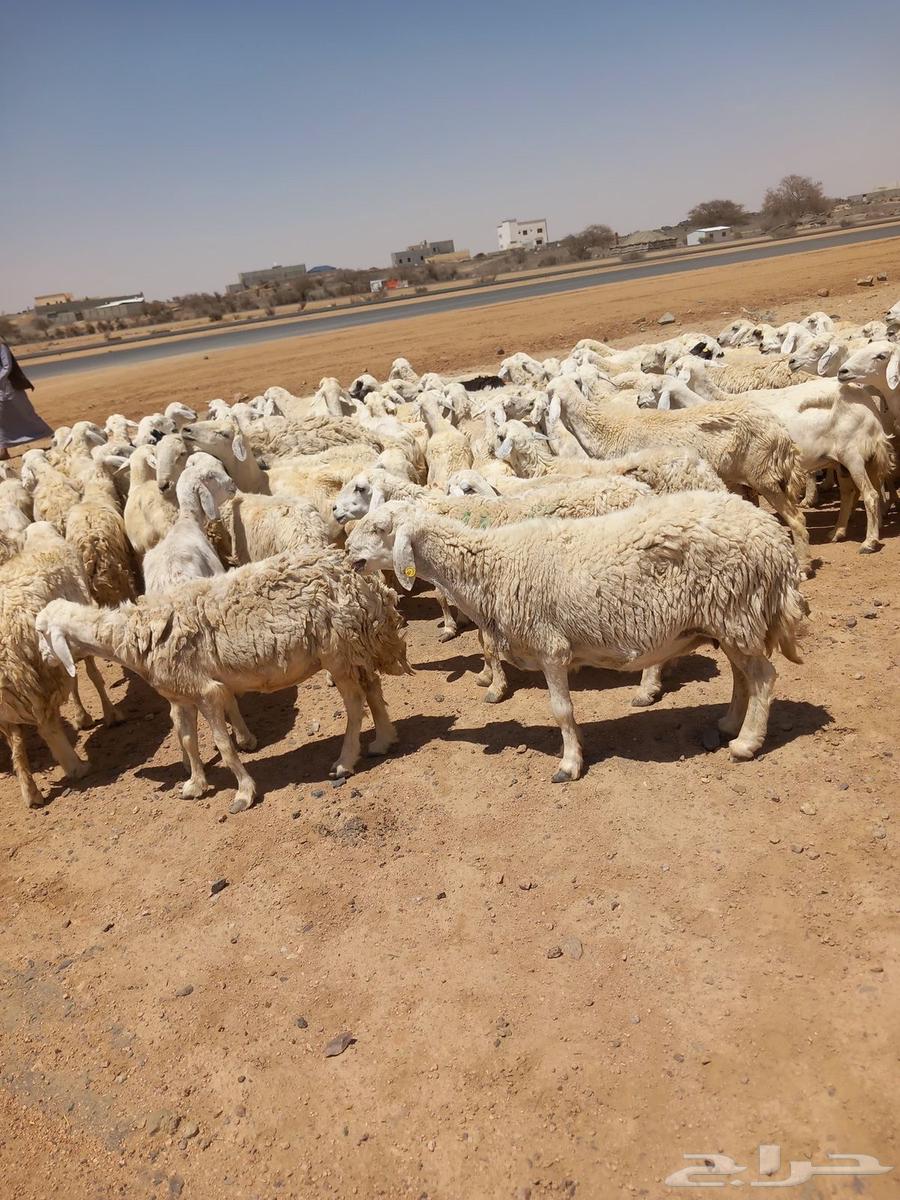 Good sheep, one pasture, 10063332645331457114